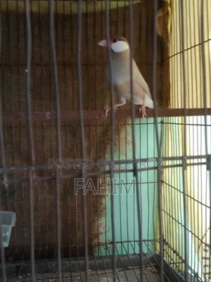 Red Eye Fown Java Running Male