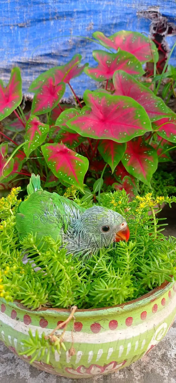 Ringneck (Parrot)