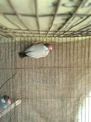 Red Eye Fown Java Running Male