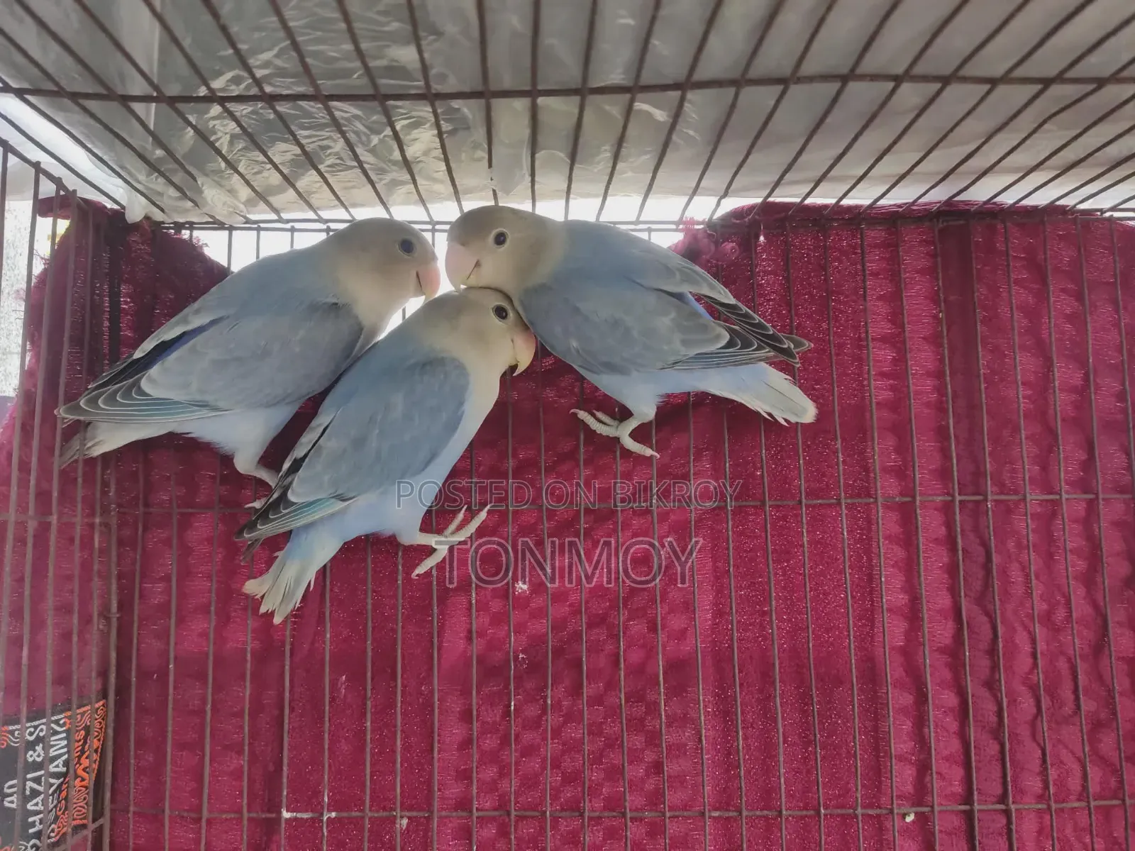 Lovebird Baby