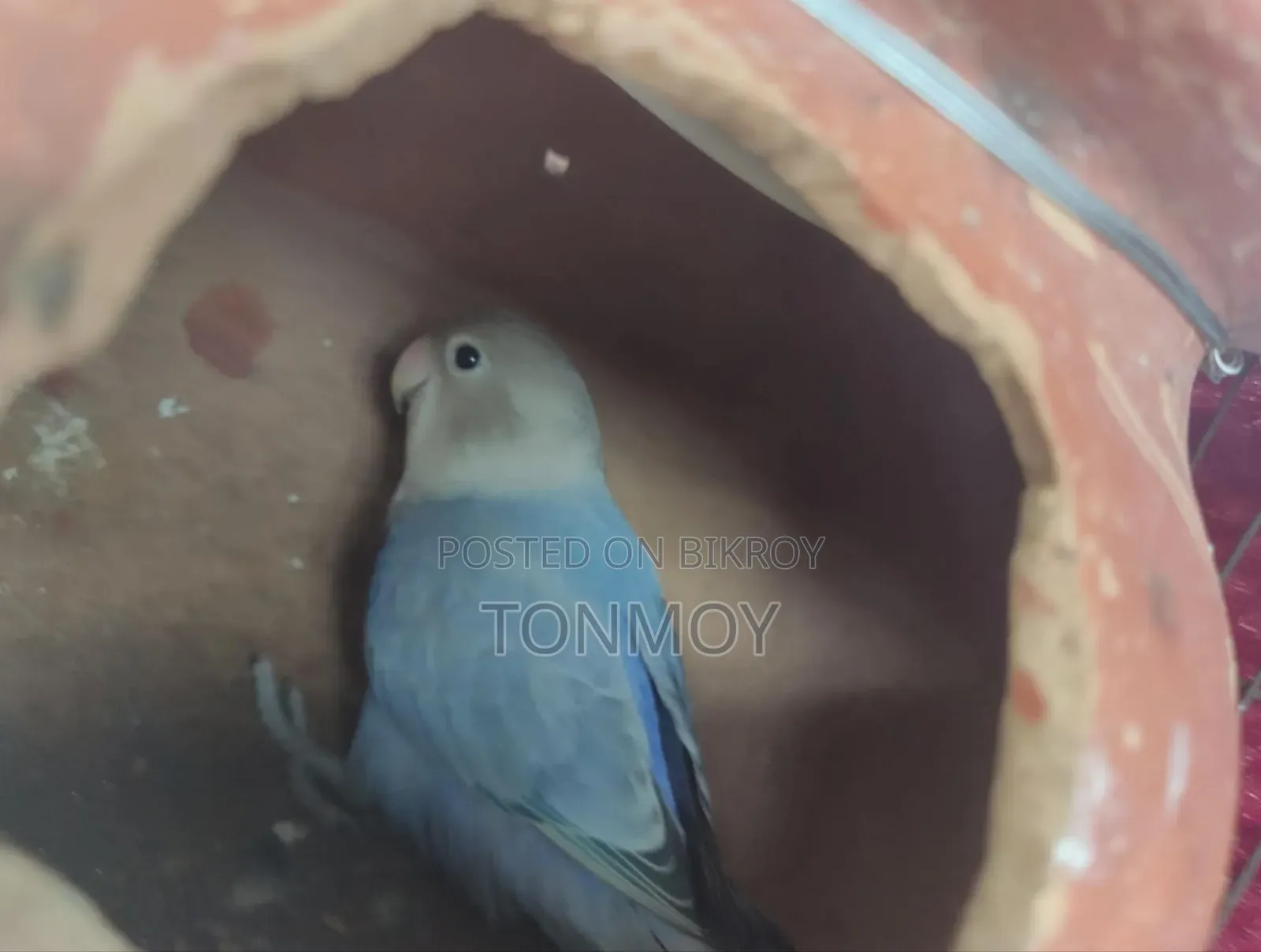 Lovebird Baby