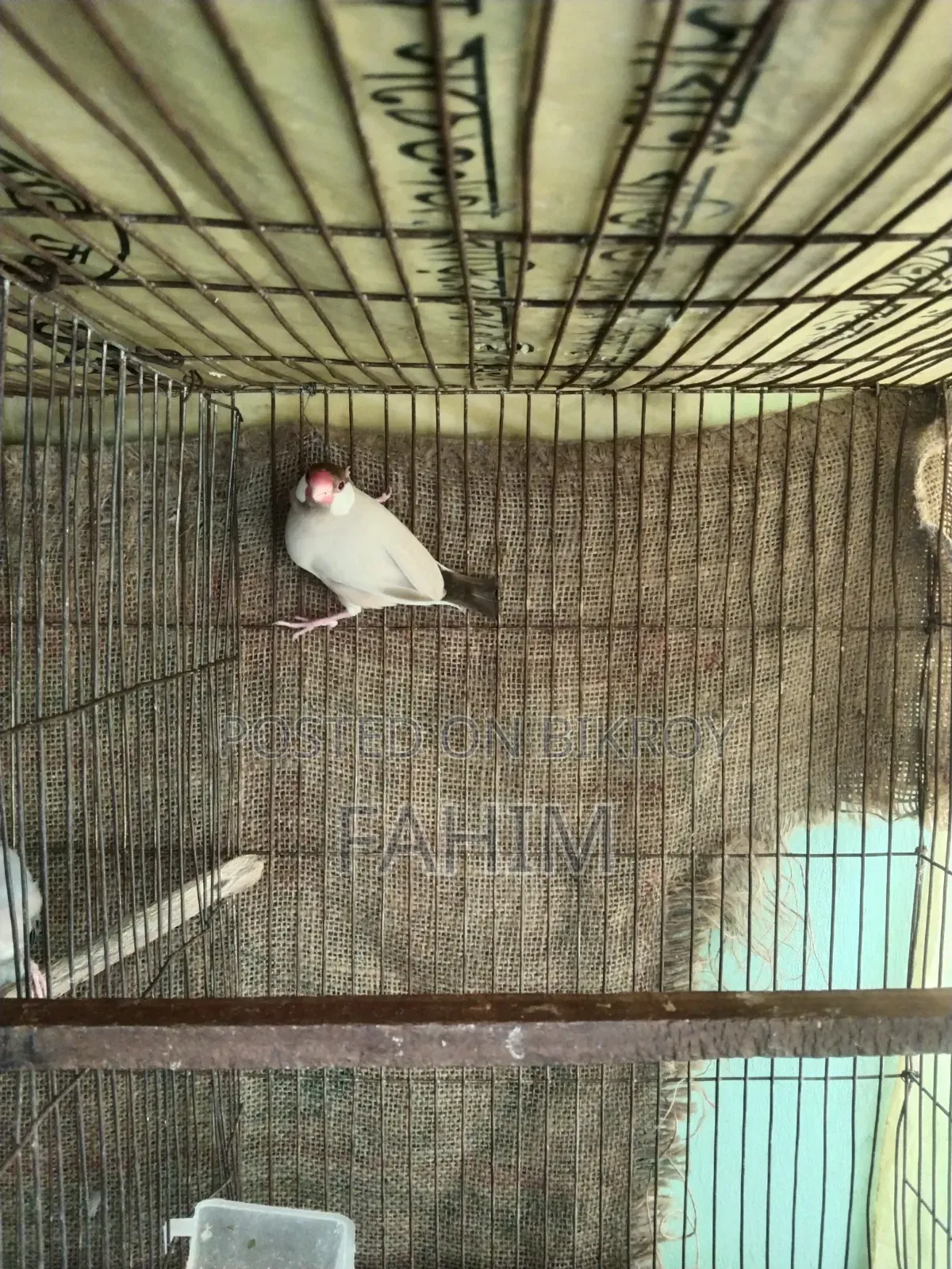 Red Eye Fown Java Running Male