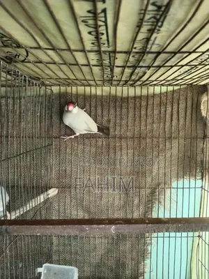 Red Eye Fown Java Running Male