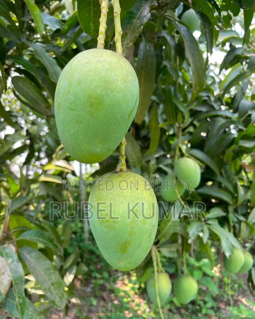 Rajshahi's Famous Himsagar Mango 125 Taka per kg including delivery charge