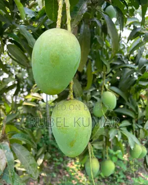 রাজশাহীর বিখ্যাত হিমগার আম ১২৫ টাকা কেজি ডেলিভারি চার্জসহ