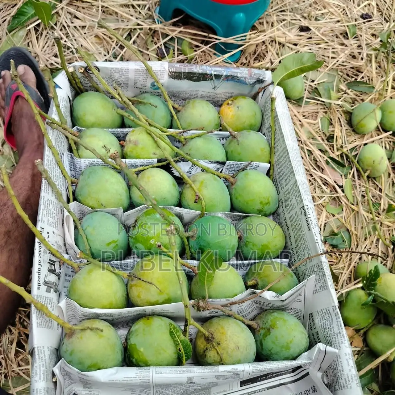 Rajshahi's Famous Himsagar Mango 125 Taka per kg including delivery charge