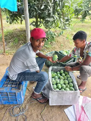 Rajshahi's Famous Himsagar Mango 125 Taka per kg including delivery charge
