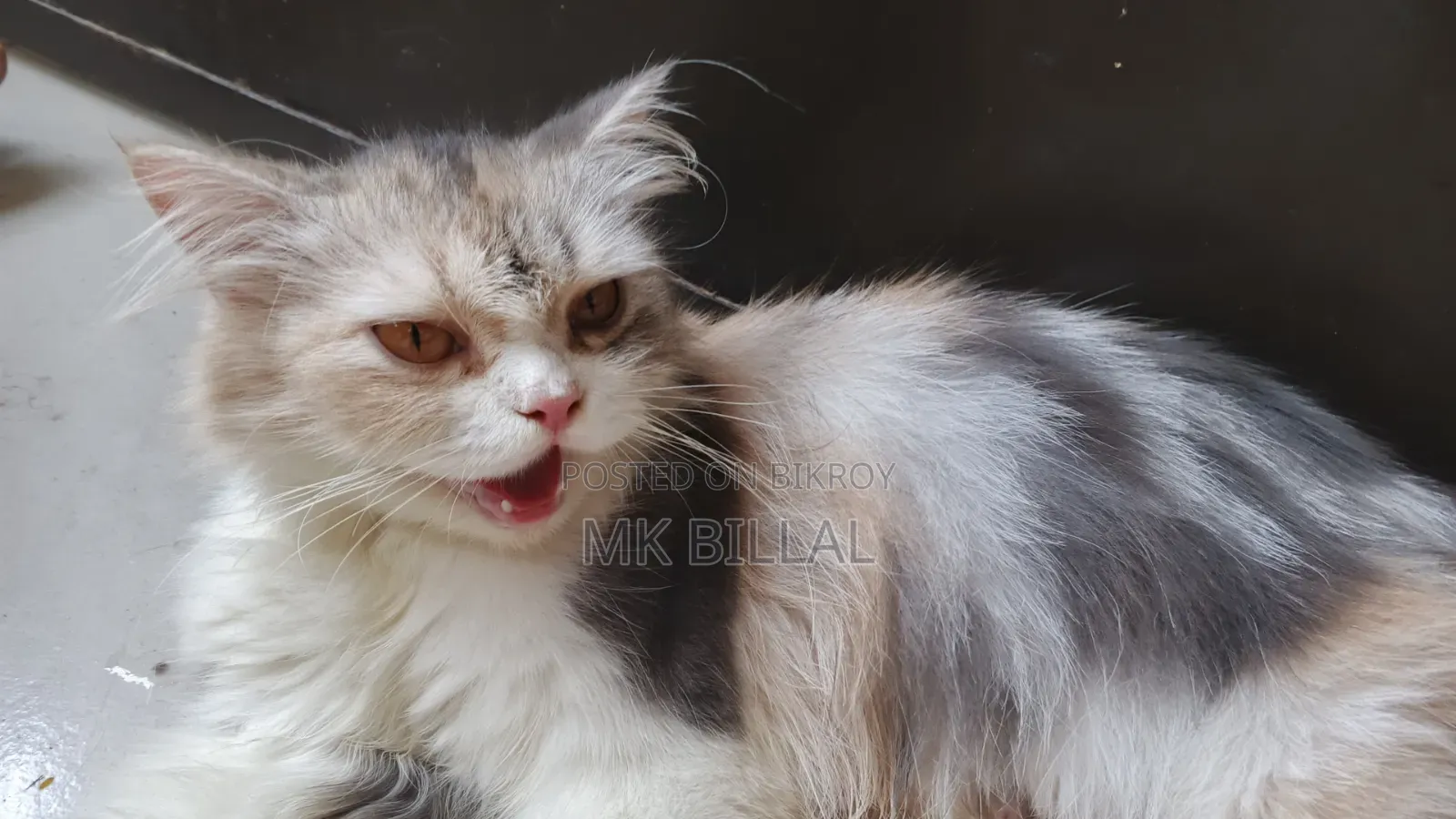 1+ Year Female Purebred Persian