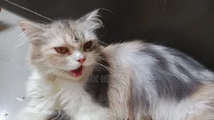 1+ Year Female Purebred Persian Cat
