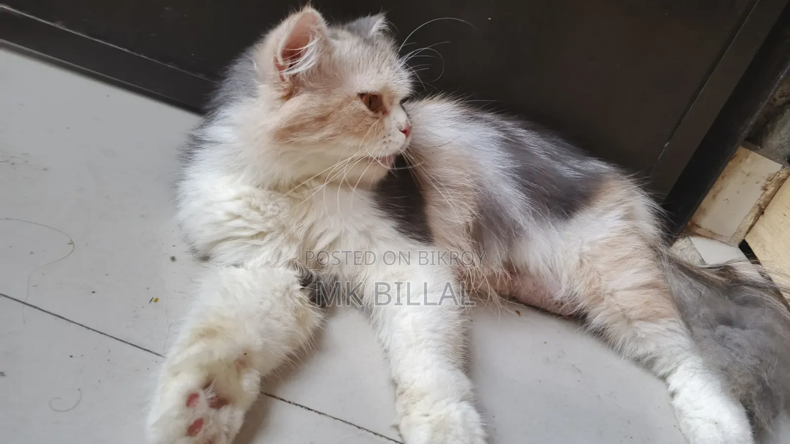 1+ Year Female Purebred Persian