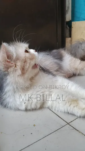 1+ Year Female Purebred Persian
