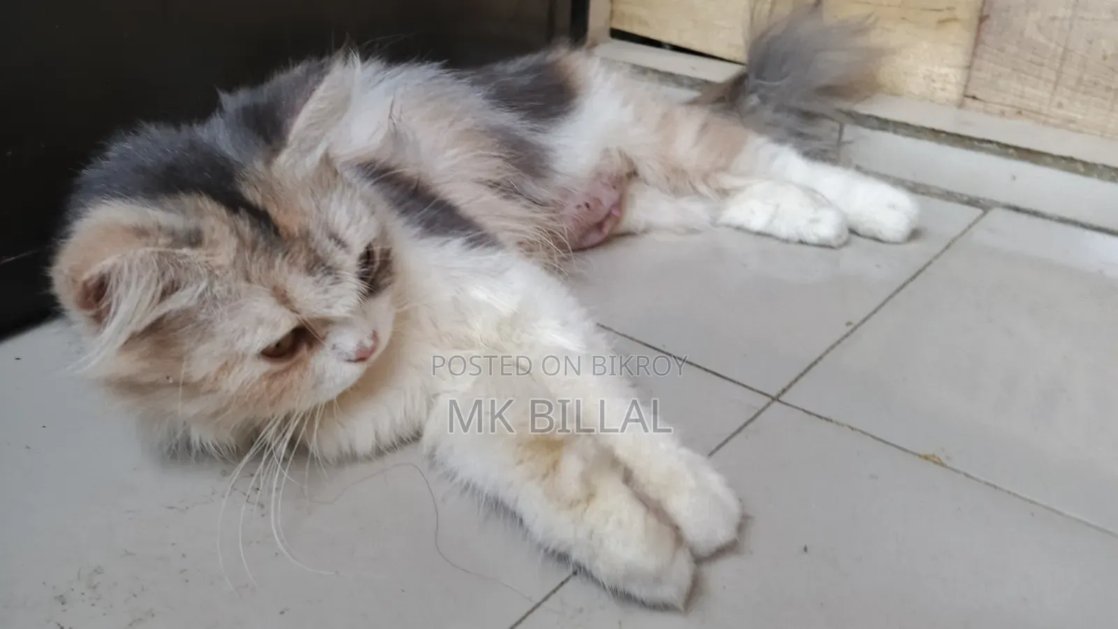 1+ Year Female Purebred Persian