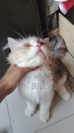 1+ Year Female Purebred Persian