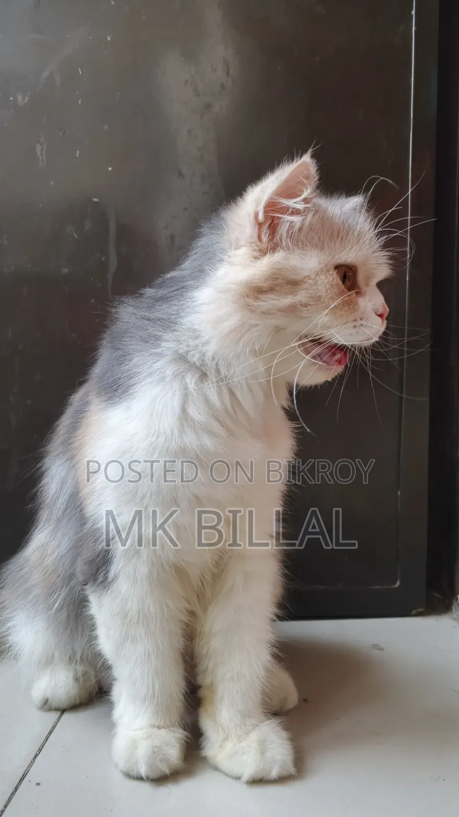 1+ Year Female Purebred Persian