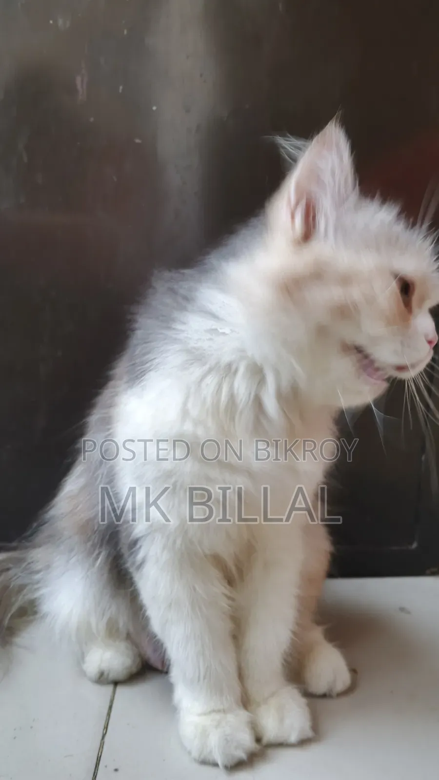 1+ Year Female Purebred Persian