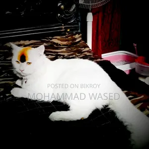 6-12 Months Male Purebred Persian