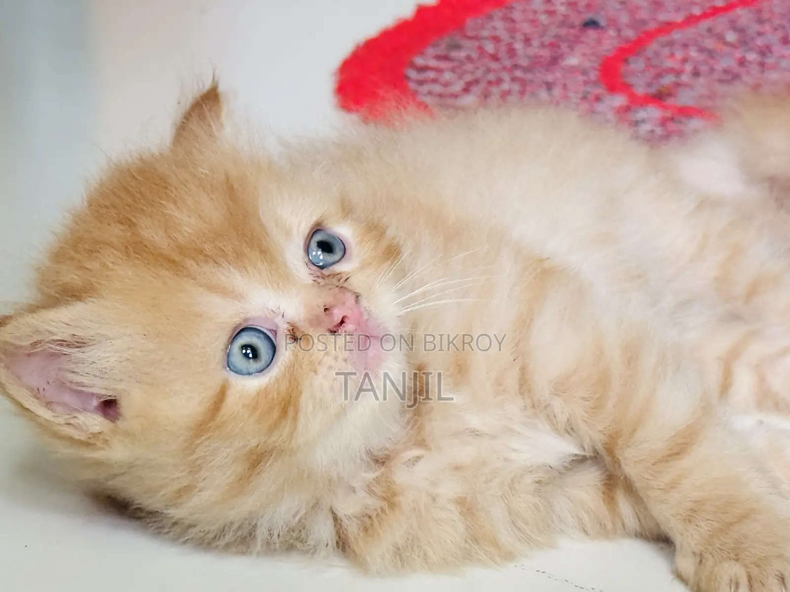 1-3 Months Male Purebred Persian