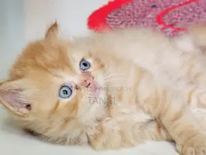 1-3 Months Male Purebred Persian