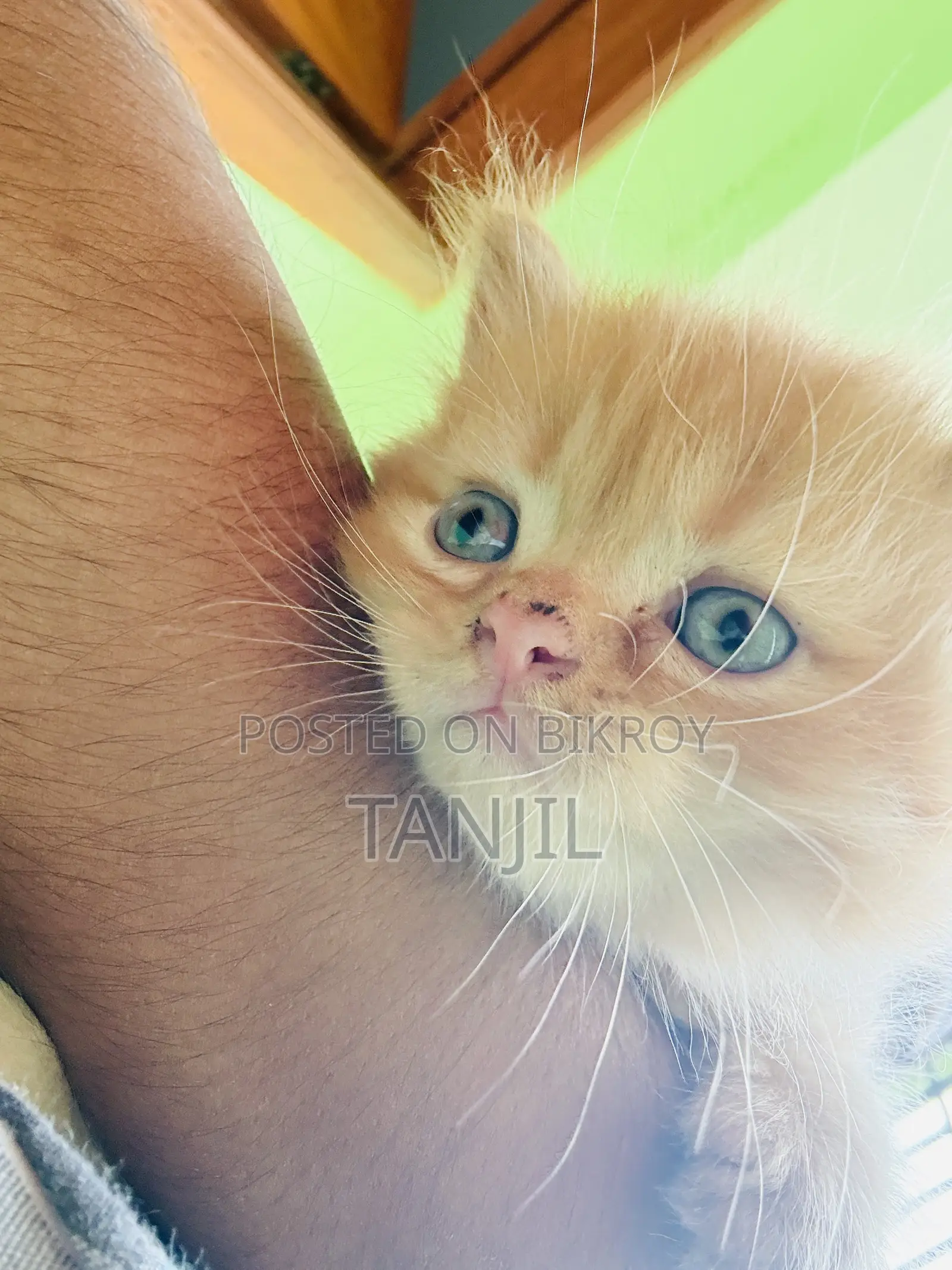 1-3 Months Male Purebred Persian