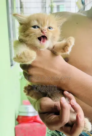 1-3 Months Male Purebred Persian