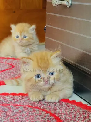 1-3 Months Male Purebred Persian