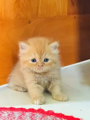 1-3 Months Male Purebred Persian