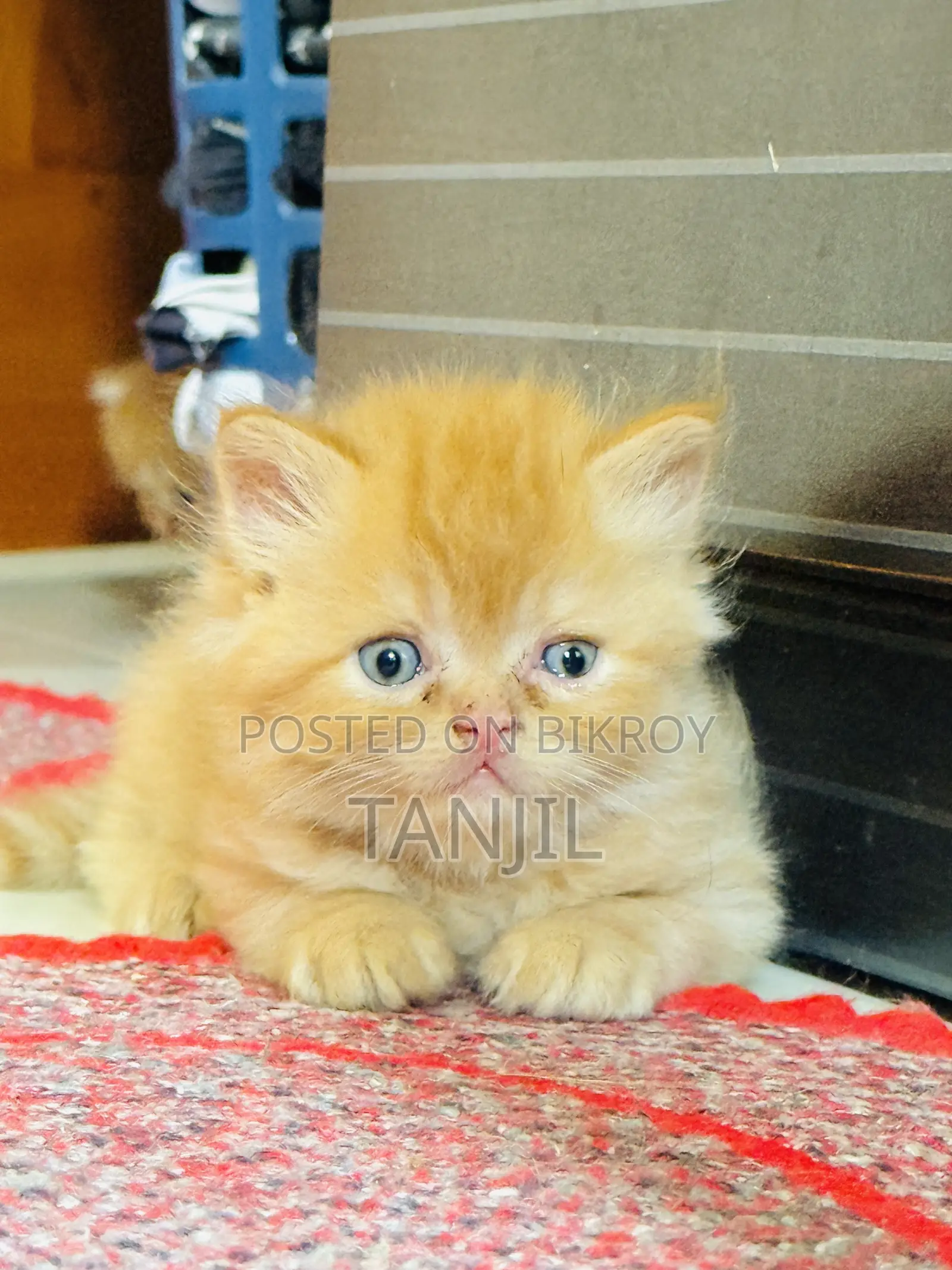 1-3 Months Male Purebred Persian