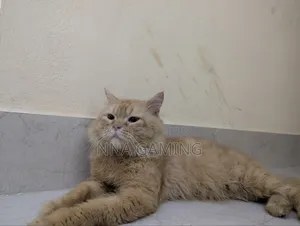 ১+ বছরের পুরুষ বিশুদ্ধ পার্সিয়ান বিড়াল