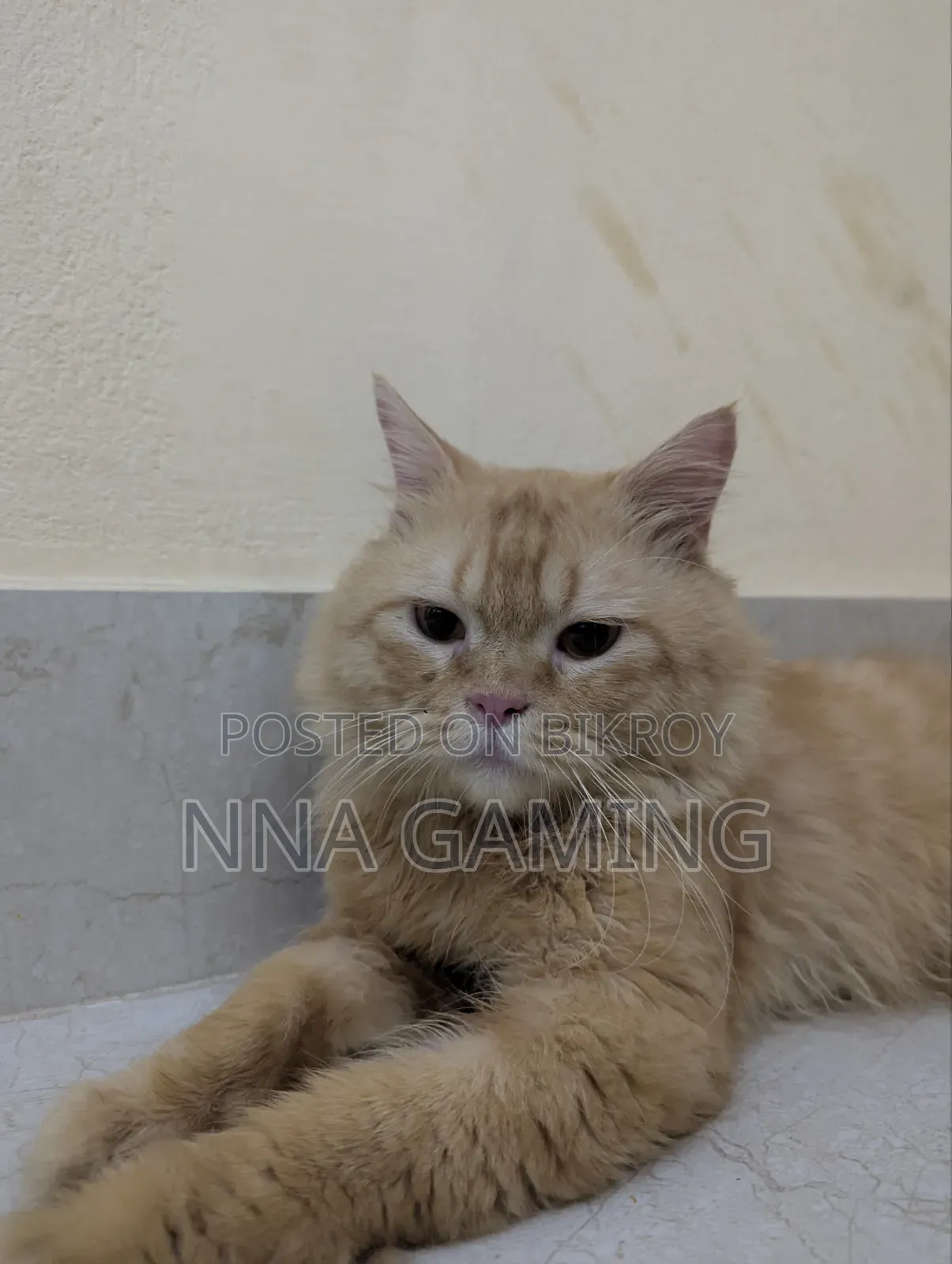 1+ Year Male Purebred Persian