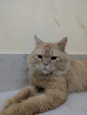 1+ Year Male Purebred Persian