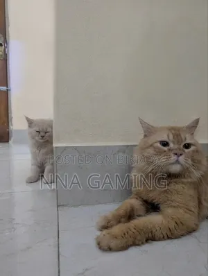 1+ Year Male Purebred Persian