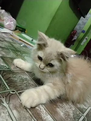 ১-৩ মাস বয়সী পুরুষ মিক্সড ব্রিড পার্সিয়ান