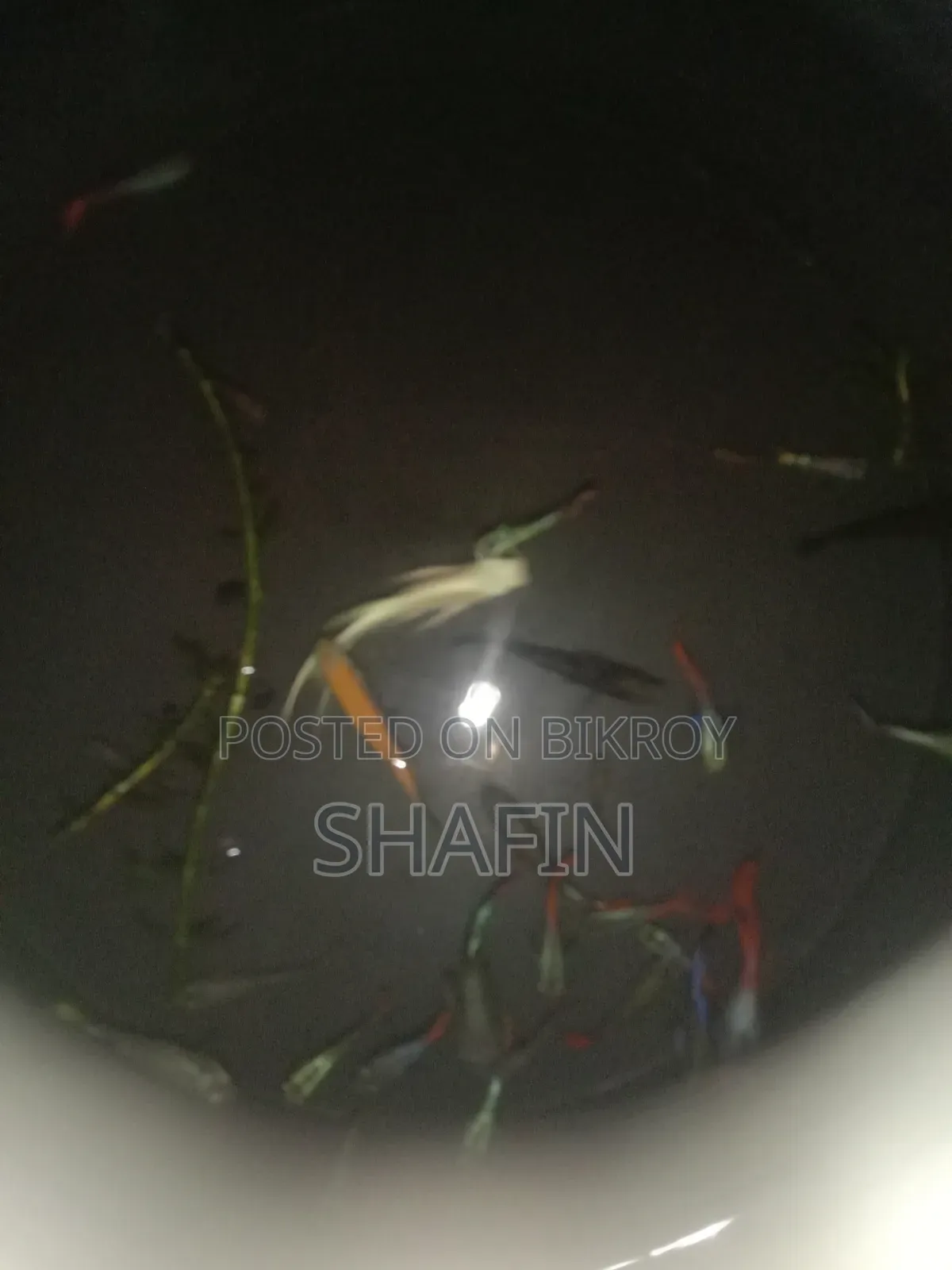 গাপ্পি মাছ