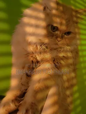3-6 Months Male Purebred Persian
