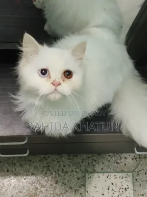 ৩-৬ মাসের নারী বিশুদ্ধ পার্সিয়ান বিড়াল