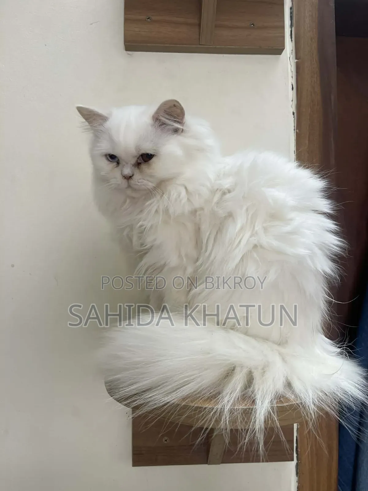 3-6 Months Female Purebred Persian