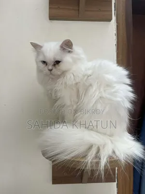 3-6 Months Female Purebred Persian