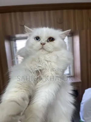 3-6 Months Female Purebred Persian