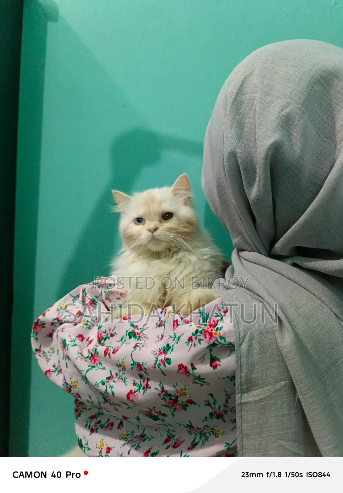 3-6 Months Female Purebred Persian