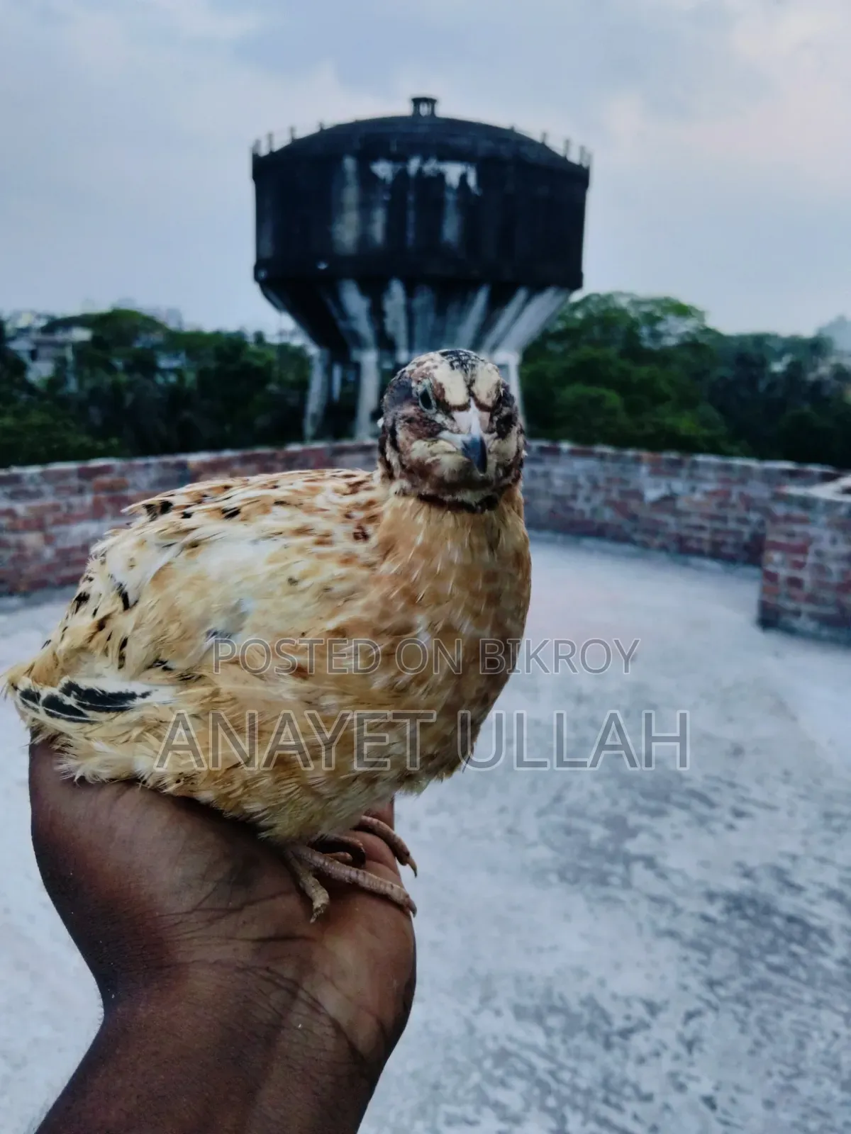 European Giant Coturnix Quail Hatching Eggs