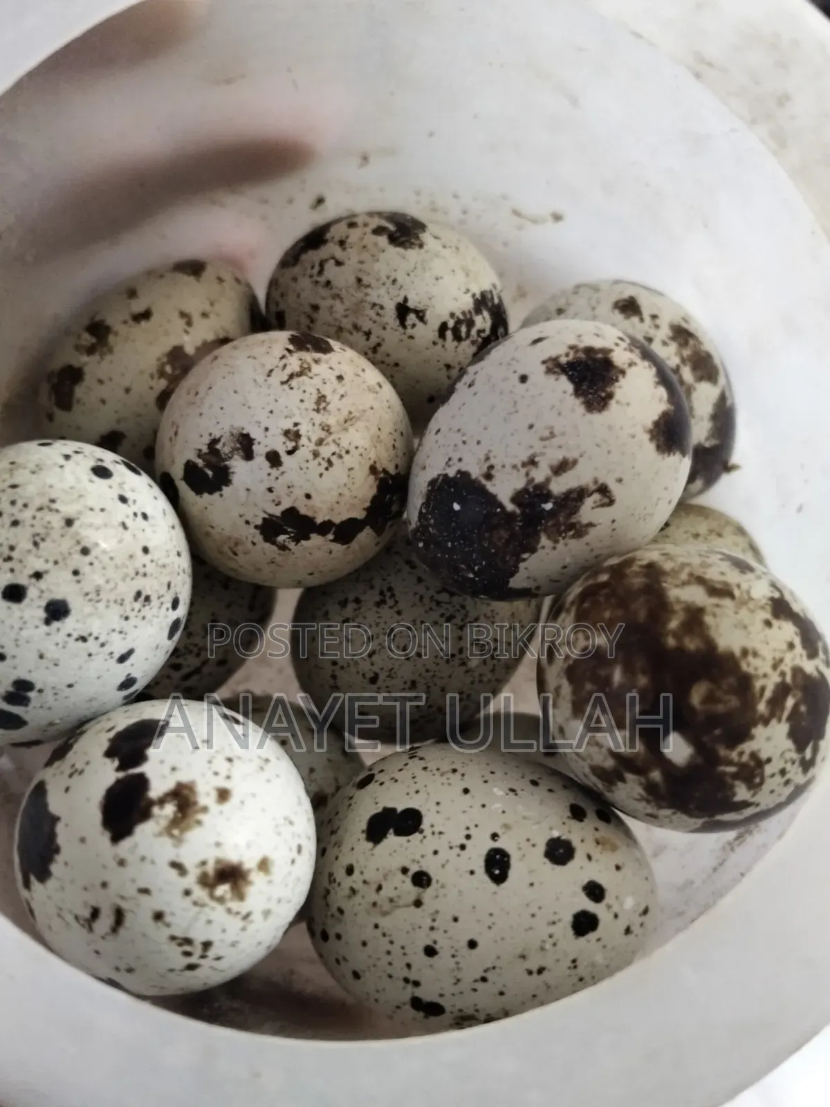 European Giant Coturnix Quail Hatching Eggs