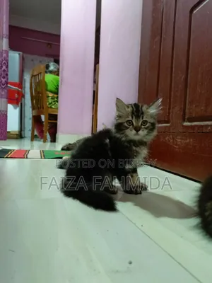 ১-৩ মাস বয়সী ফিমেল মিক্সড ব্রিড পার্সিয়ান