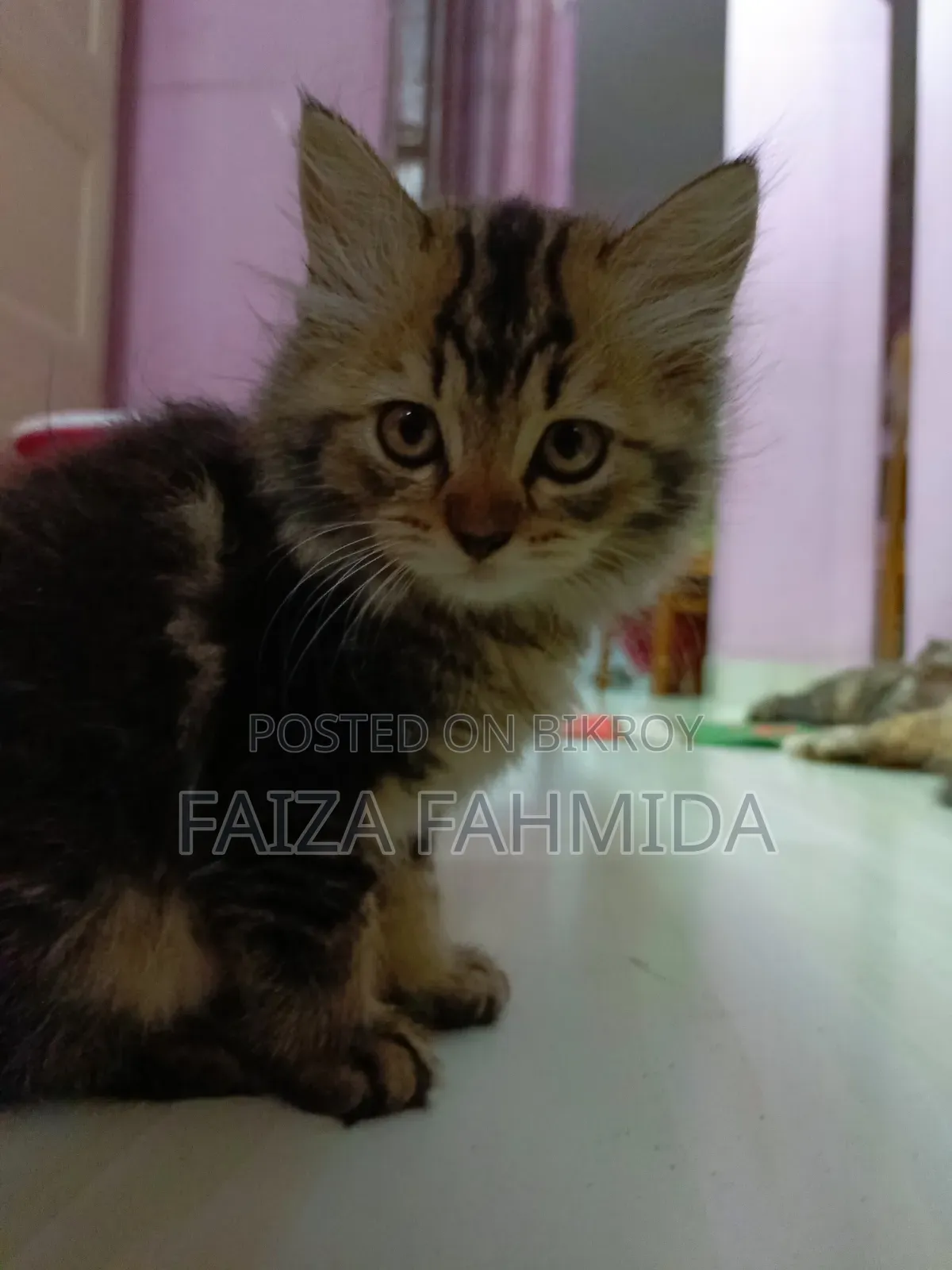 ১-৩ মাস বয়সী ফিমেল মিক্সড ব্রিড পার্সিয়ান