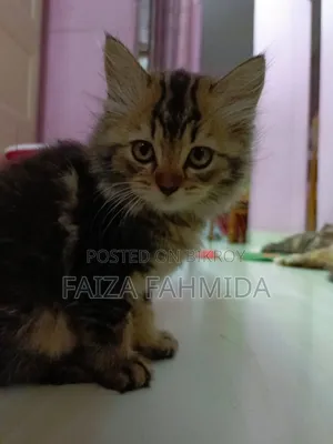 ১-৩ মাস বয়সী ফিমেল মিক্সড ব্রিড পার্সিয়ান