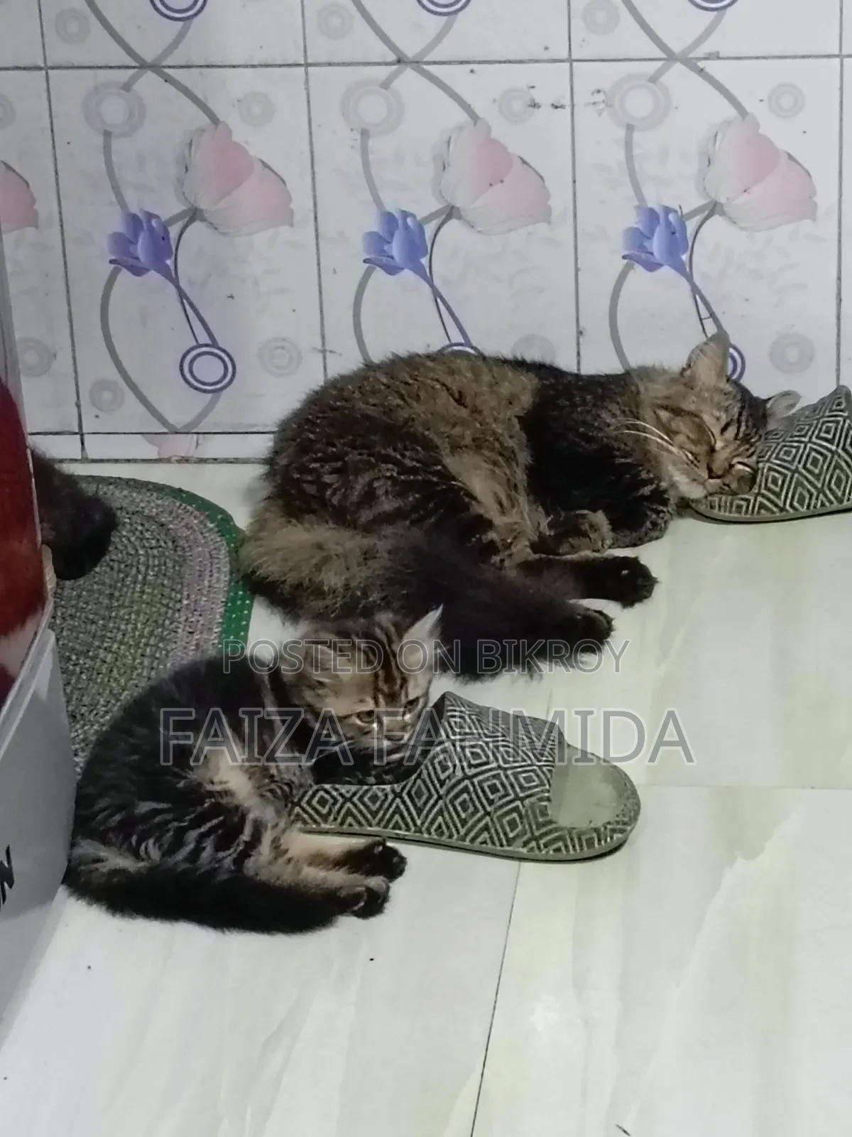 ১-৩ মাস বয়সী ফিমেল মিক্সড ব্রিড পার্সিয়ান