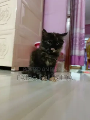 1-3 Months Female Mixed Breed Persian