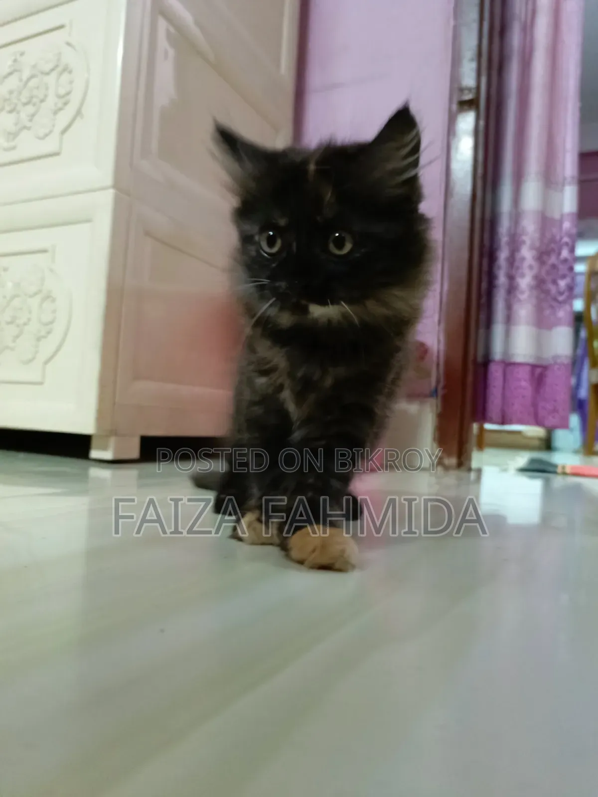 1-3 Months Female Mixed Breed Persian