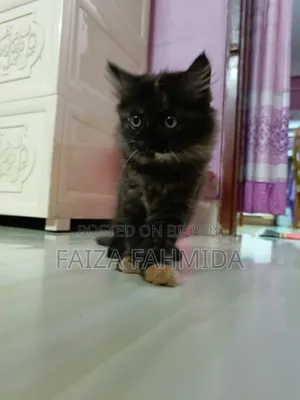 1-3 Months Female Mixed Breed Persian