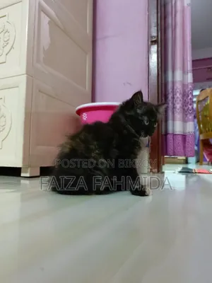 1-3 Months Female Mixed Breed Persian