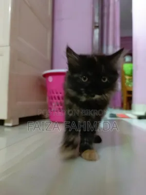 1-3 Months Female Mixed Breed Persian